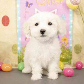 Bichon
