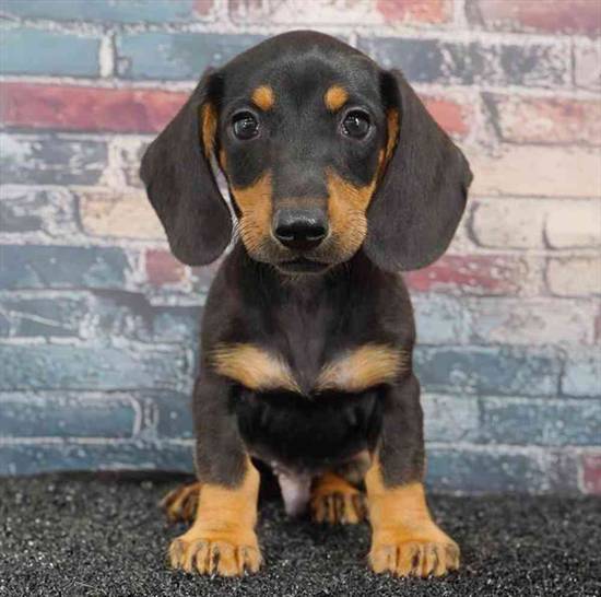 Dachshund