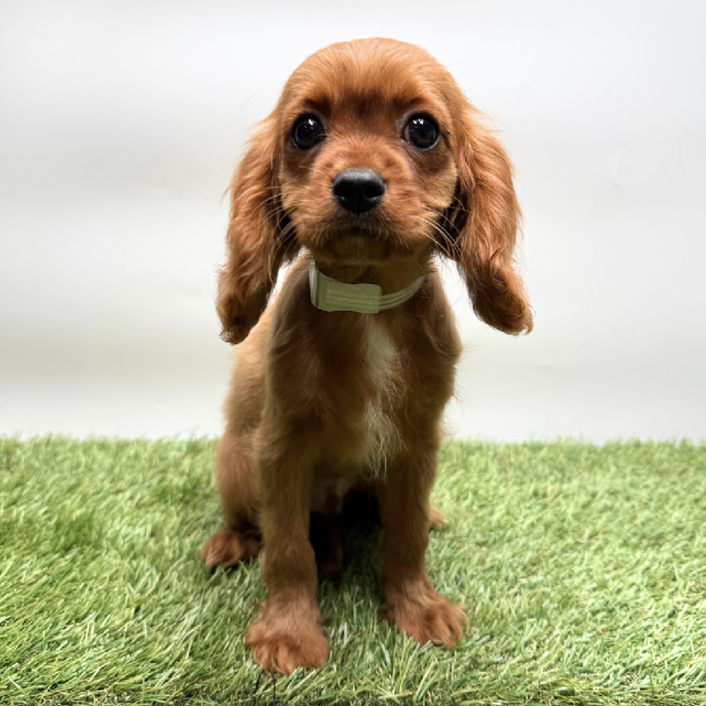 carousel pet images