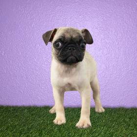 Pug