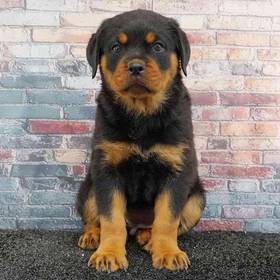 Rottweiler