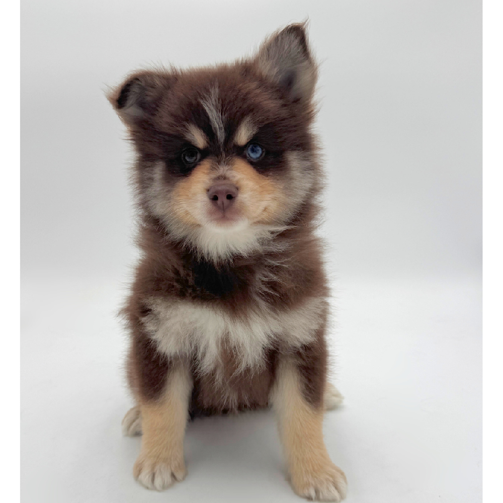 Image of a pet breed in the gallery