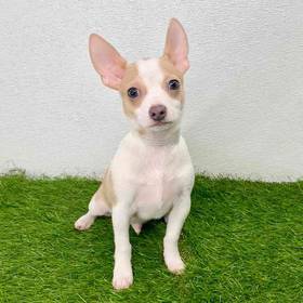 Chihuahua