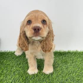 Cocker Spaniel