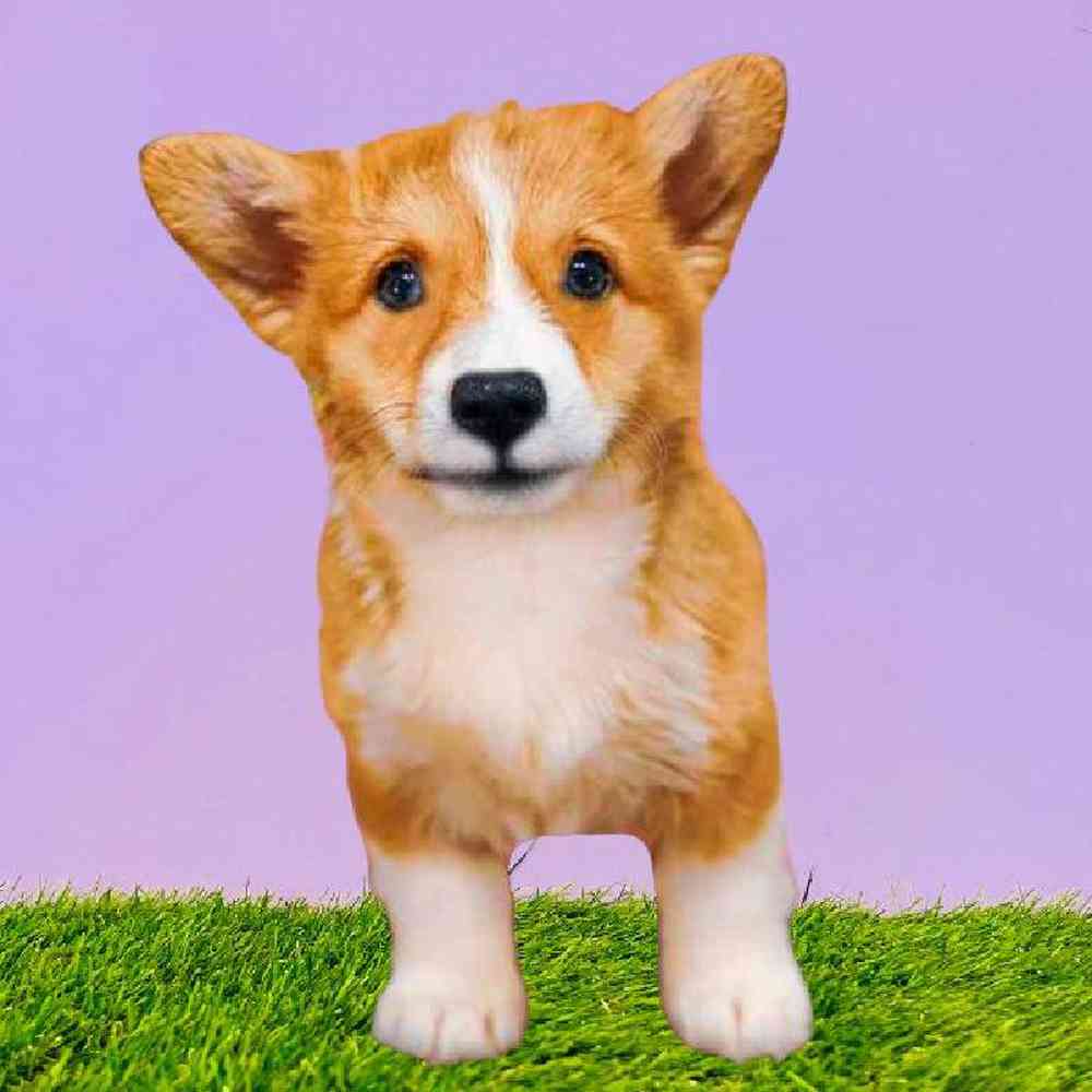 carousel pet images
