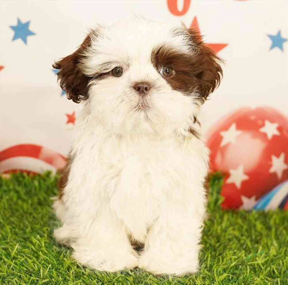 carousel pet images