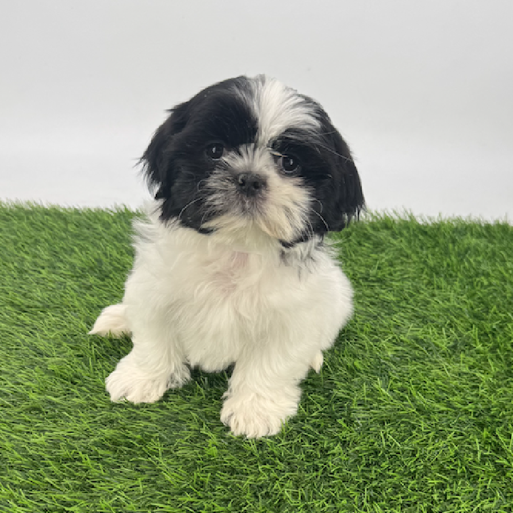 carousel pet images