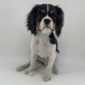 Cavalier King Charles Spaniel