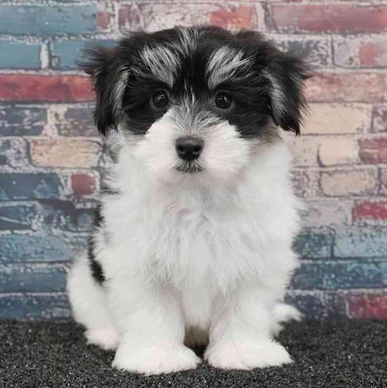 Havanese