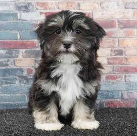 Havanese