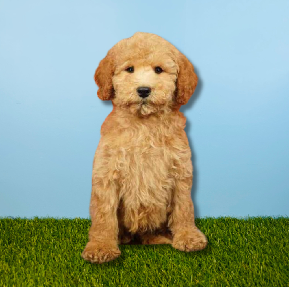 carousel pet images