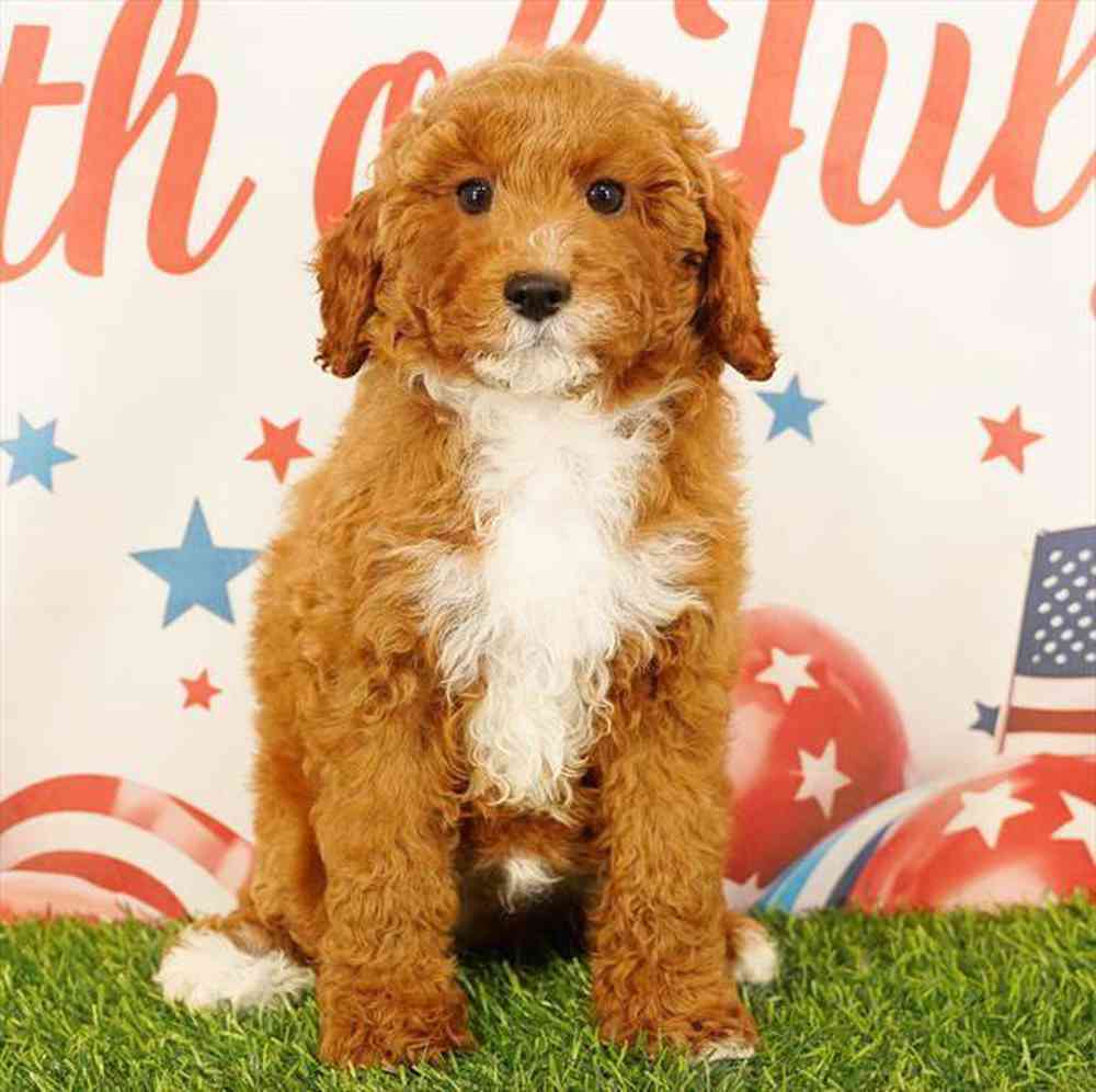 carousel pet images
