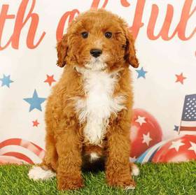 Poodle