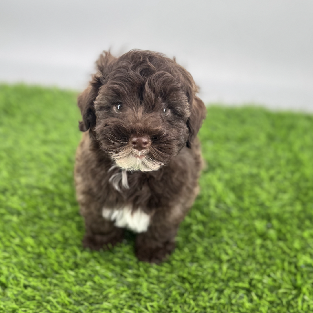 carousel pet images