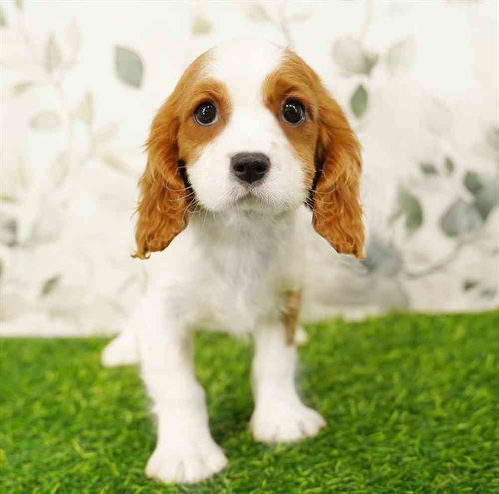 carousel pet images