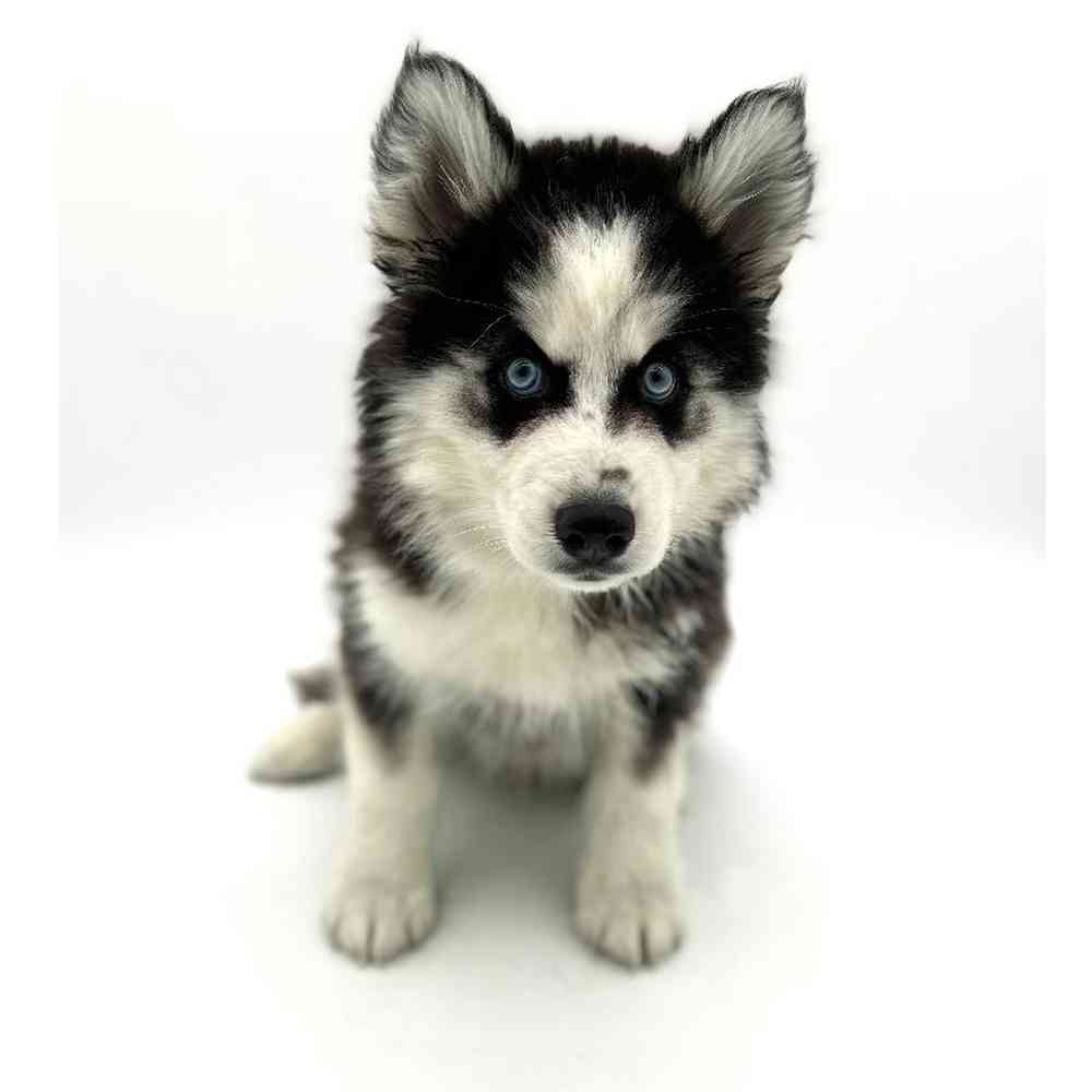 Male Siberian Husky Puppy for Sale in Puyallup, WA