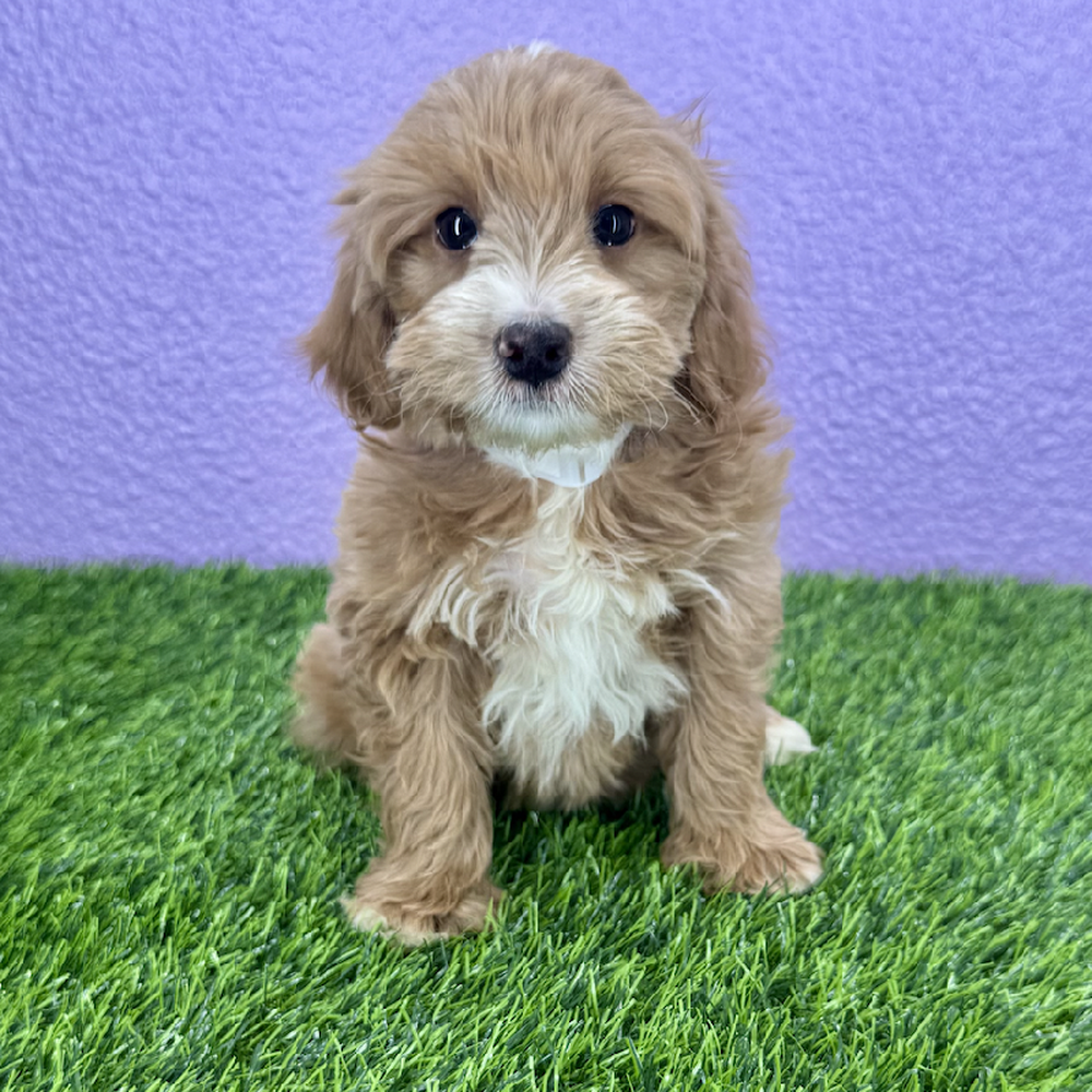 carousel pet images