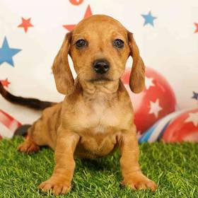 Dachshund