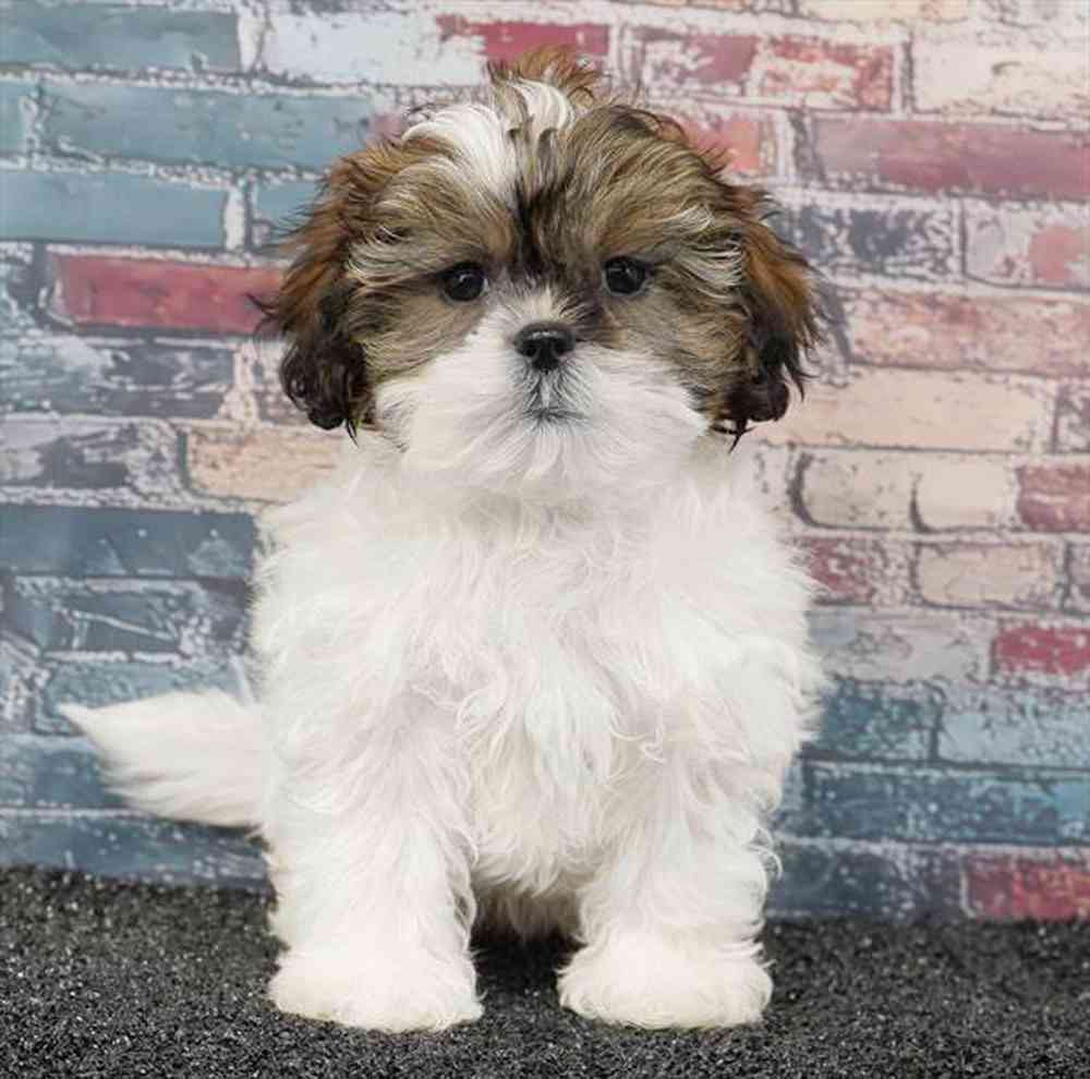 carousel pet images