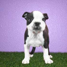 Boston Terrier