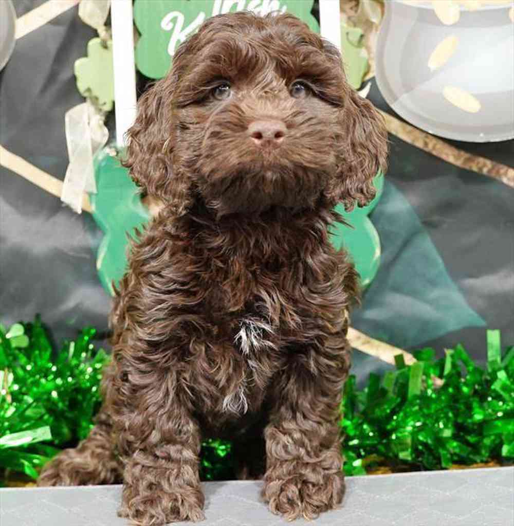 carousel pet images