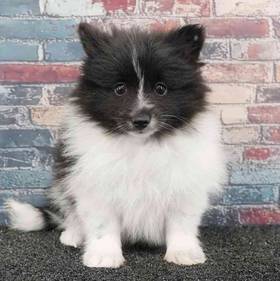 Pomeranian