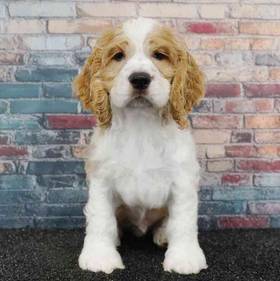 Cocker Spaniel