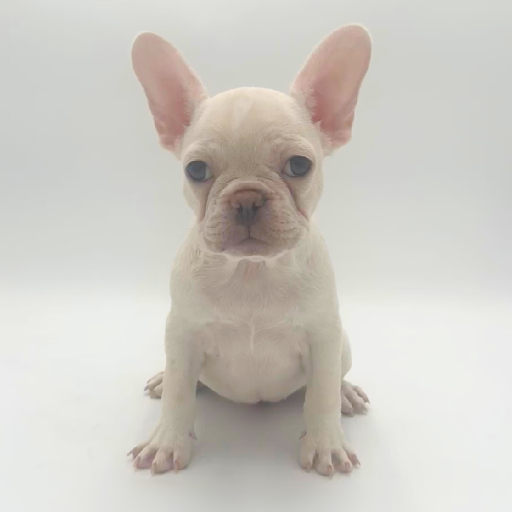 Image of a pet breed in the gallery