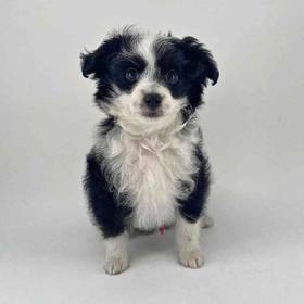 Mini Aussiedoodle