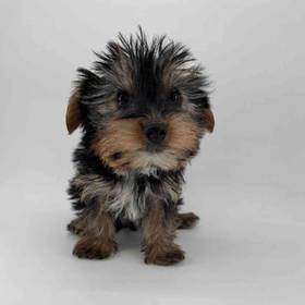 Yorkie