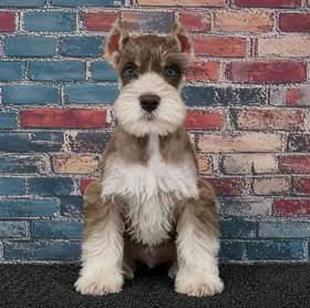 Mini Schnauzer