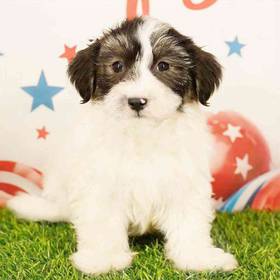 Havanese