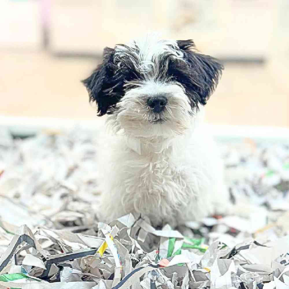 carousel pet images