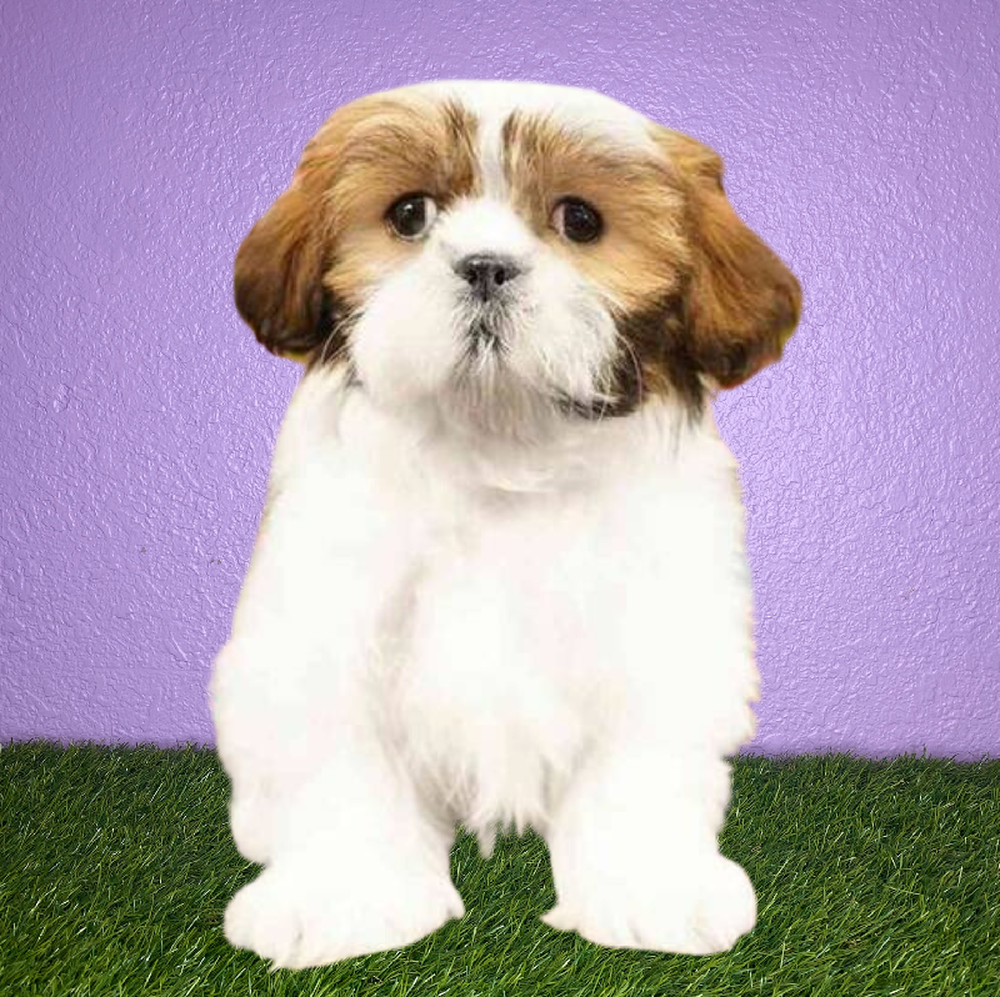 carousel pet images
