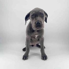 Cane Corso