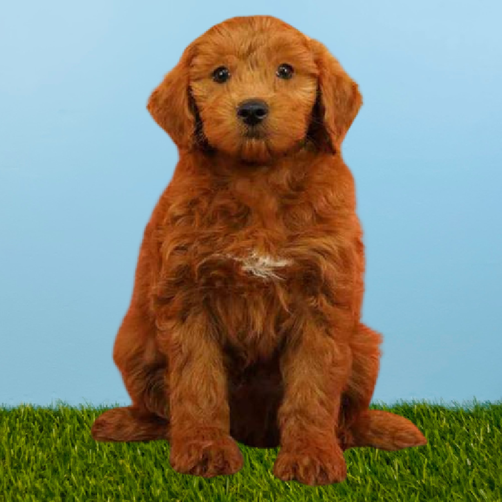 carousel pet images