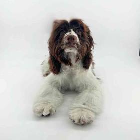 Cocker Spaniel