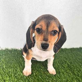 Beagle