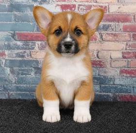 Pembroke Welsh Corgi