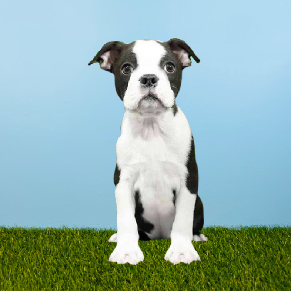 carousel pet images