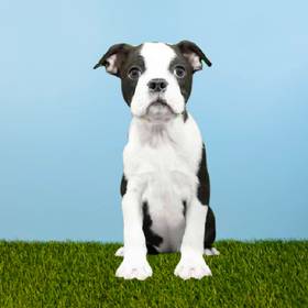 Boston Terrier