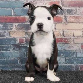 Boston Terrier