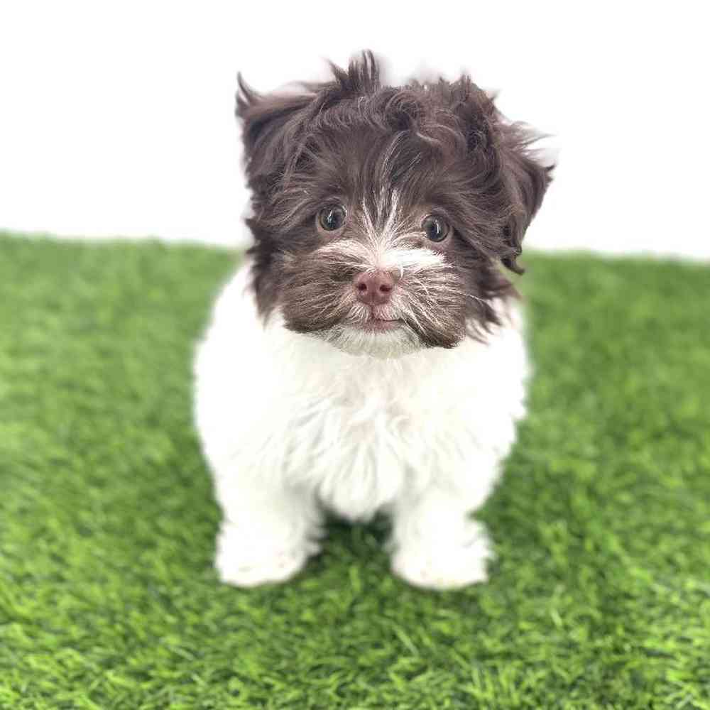 Image of a pet breed in the gallery