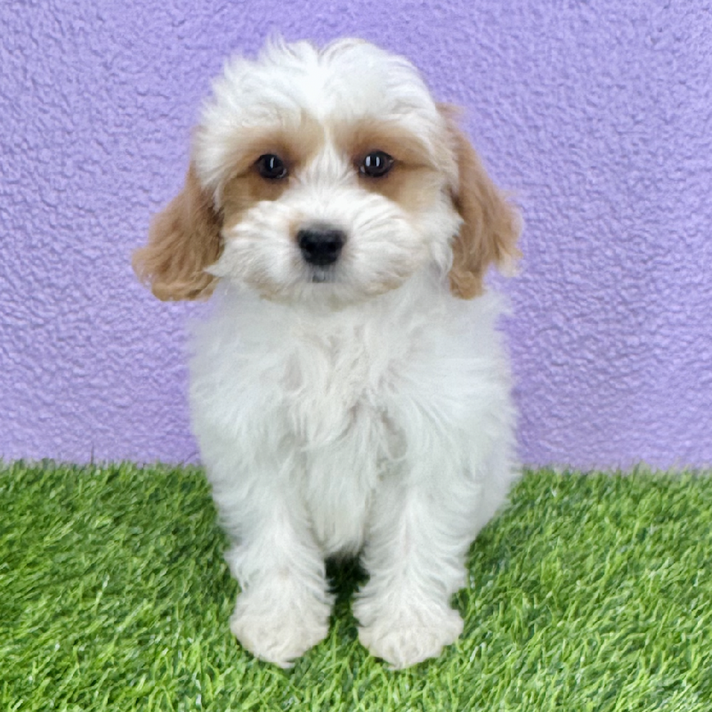 Image of a pet breed in the gallery