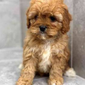 Cavapoo