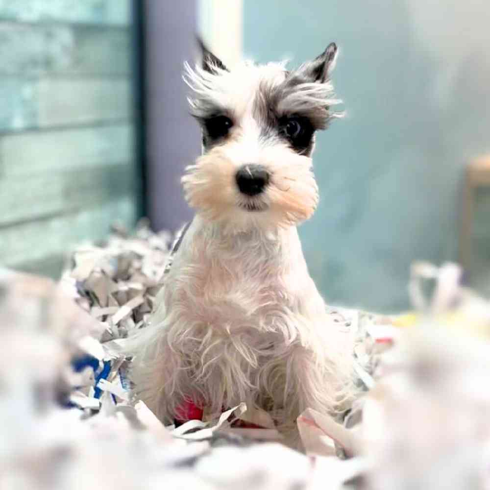carousel pet images