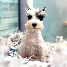 Mini Schnauzer