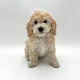 Bichapoo