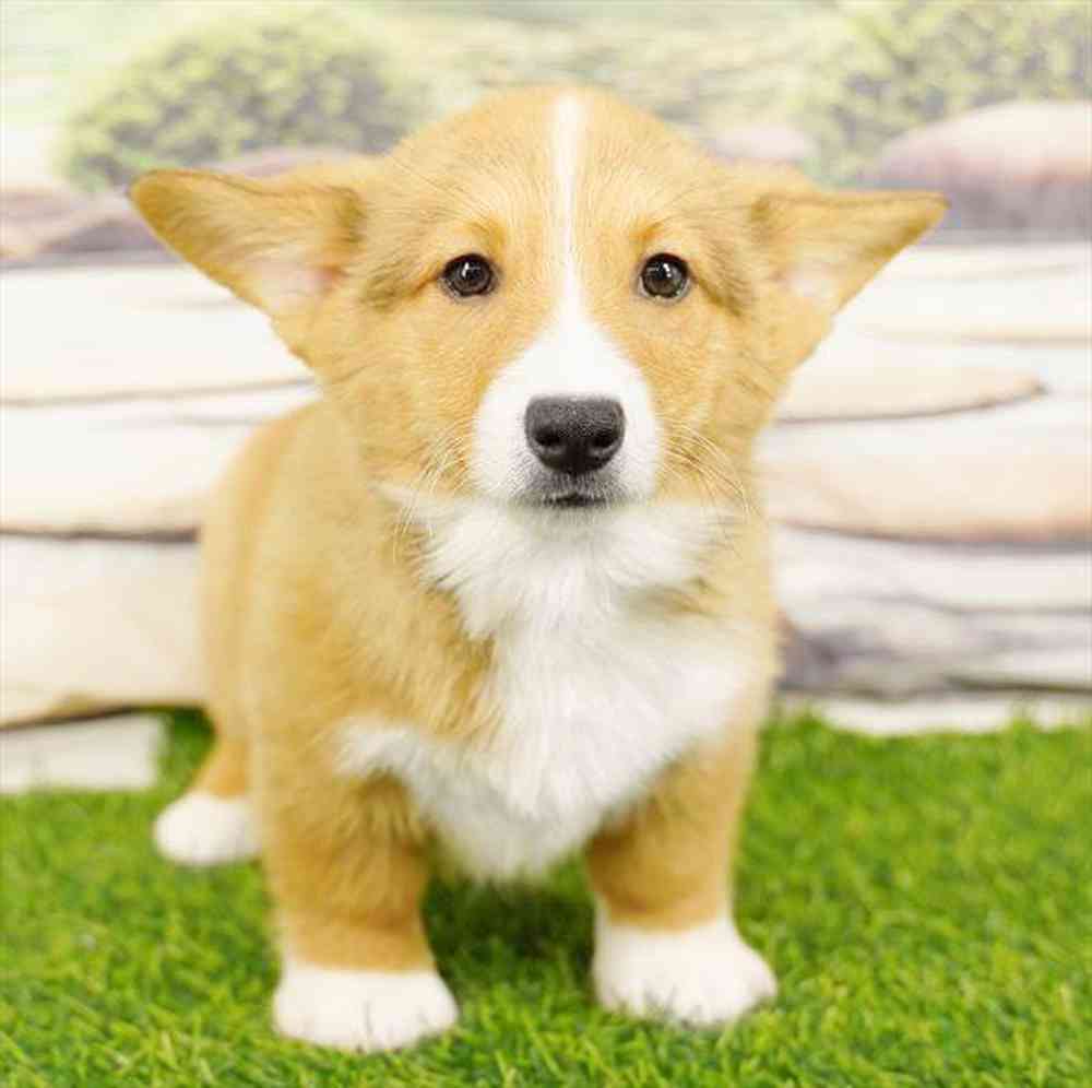 carousel pet images