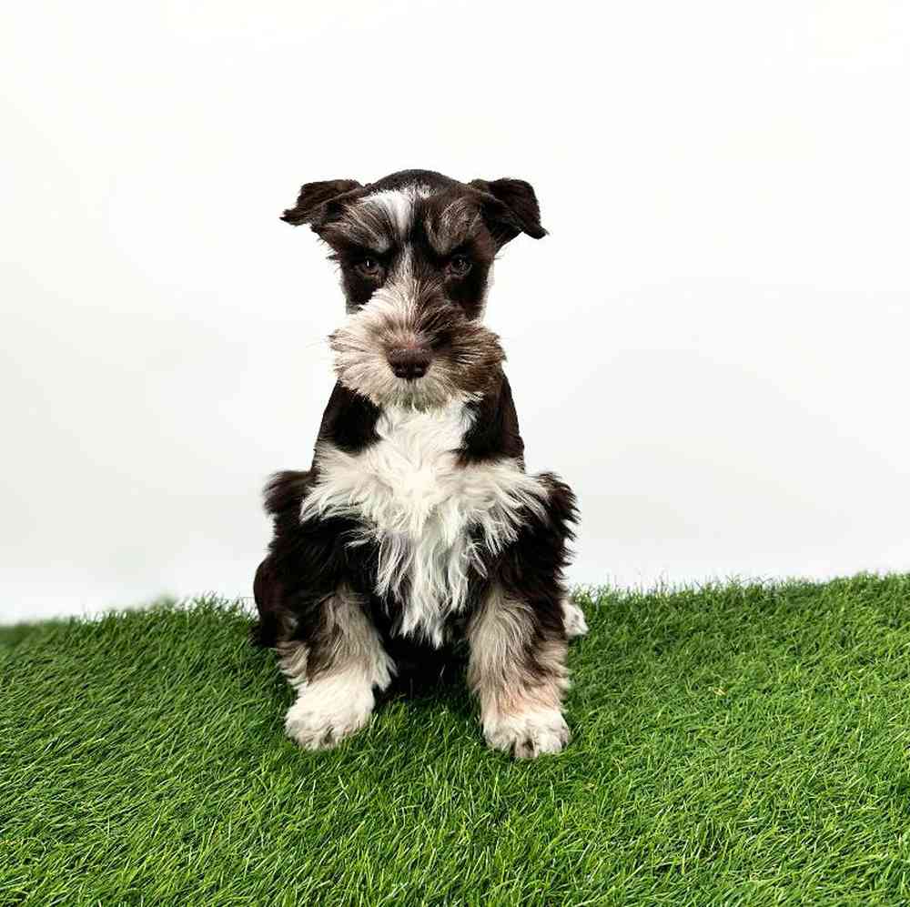 carousel pet images